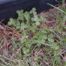 Clover (trifolium genus)