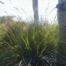 Mock grama grass genus (Tripsacum floridanum)