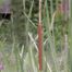 Cattail (Typha genus)