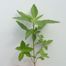 Common Three-Seed-Mercury (Acalypha rhomboidea)