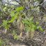 Box Elder, Ash-Leaf Maple (Acer negundo)