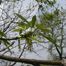 Box Elder, Ash-Leaf Maple (Acer negundo)