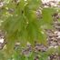 Sugar Maple (Acer saccharum)