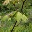 Mountain Maple (Acer spicatum)