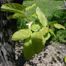 Tatarian Maple (Acer tataricum)