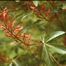 Red Buckeye (Aesculus pavia)