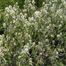 Saskatoon Service-Berry (Amelanchier alnifolia)