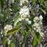 Saskatoon Service-Berry (Amelanchier alnifolia)