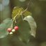 Downy Service-Berry (Amelanchier arborea)
