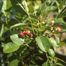 Coastal Service-Berry (Amelanchier obovalis)