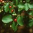 Round-Leaf Service-Berry (Amelanchier sanguinea)