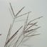 Big Bluestem (Andropogon gerardii)