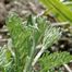 Southern Wormwood (Artemisia abrotanum)