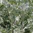 Oldman (Artemisia absinthium)
