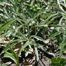 White Sagebrush (Artemisia ludoviciana)