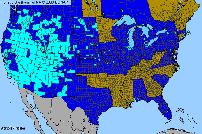 Allergies By County Map For Tumbling Orache