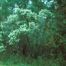 Groundseltree (Baccharis halimifolia)