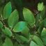 Sweet Birch (Betula lenta)