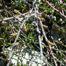 Swamp Birch (Betula nana)