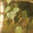 European Weeping Birch (Betula pendula)