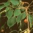 Paper-Mulberry (Broussonetia papyrifera)