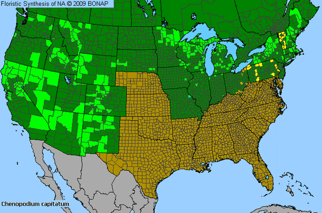 Allergies By County Map For Strawberry-Blite