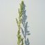 Oak-Leaf Goosefoot (Chenopodium glaucum)