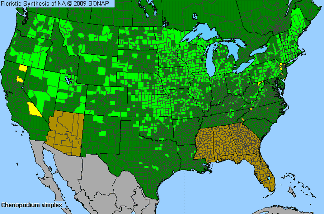 Allergies By County Map For Giant-Seed Goosefoot
