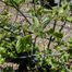 Alternate-Leaf Dogwood (Cornus alternifolia)