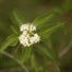 Stiff Dogwood (Cornus foemina)