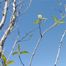 Gray Dogwood (Cornus racemosa)