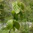 American Hazelnut (Corylus americana)