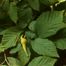 Beaked Hazelnut (Corylus cornuta)