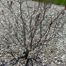 European Smoketree (Cotinus coggygria)