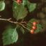 Waxy-Fruit Hawthorn (Crataegus pruinosa)