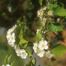 Waxy-Fruit Hawthorn (Crataegus pruinosa)