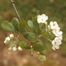 Dotted Hawthorn (Crataegus punctata)