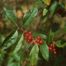 Autumn-Olive (Elaeagnus umbellata)