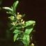 Autumn-Olive (Elaeagnus umbellata)