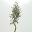 Stink Grass (Eragrostis cilianensis)