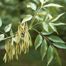 Green Ash (Fraxinus pennsylvanica)
