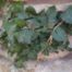 English-Ivy (Hedera helix)