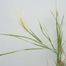 Fox-Tail Barley (Hordeum jubatum)