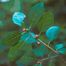 Smooth Winterberry (Ilex laevigata)