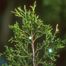 Ashe's Juniper (Juniperus ashei)