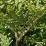 Common Juniper (Juniperus communis)