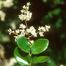 Japanese Privet (Ligustrum japonicum)