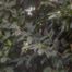 Japanese Privet (Ligustrum japonicum)