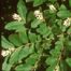 Border Privet (Ligustrum obtusifolium)