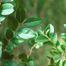 California Privet (Ligustrum ovalifolium)